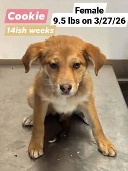 Terrier Dogs Available for Adoption in Lafayette, Colorado - Cookie | PetCurious