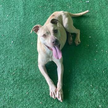 Pit Bull Terrier and Mixed Breed Dogs Available for Adoption in Roanoke, Virginia - Rose | PetCurious