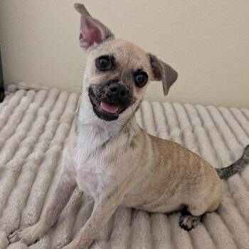 Emmy -  Pug and Chihuahua Dog for Adoption in Phoenix, Arizona - Emmy | PetCurious