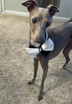 Renzo & Dexter -  Italian Greyhound Dog for Adoption in Edgewater, Maryland - Renzo & Dexter | PetCurious