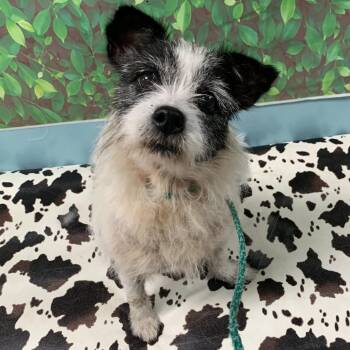 lyra -  Terrier and Mixed Breed Dog for Adoption in Fredericksburg, Virginia - Lyra | PetCurious