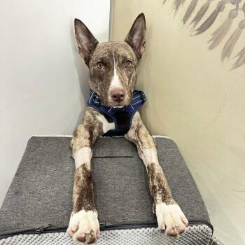 Lily Luz -  Mixed Breed Dog for Adoption in New York, New York - Lily Luz | PetCurious