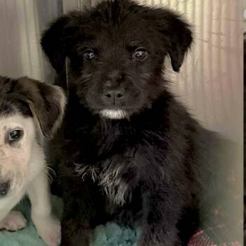 Terrier Dogs Available for Adoption - Chocolate | PetCurious