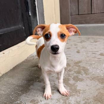 Bam Bam 4884 -  Chihuahua and Mixed Breed Dog for Adoption in Loxahatchee Groves, Florida - Bam Bam 4884 | PetCurious