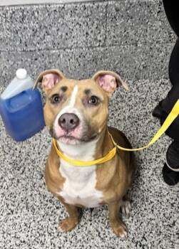 Mixed Breed Dogs Available for Adoption in West Chester, Pennsylvania - Leia | PetCurious