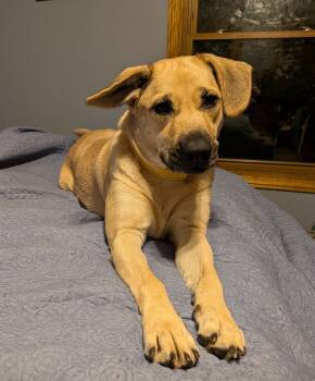 Rescue Shepherd Dogs for Adoption in Plymouth, Michigan - Sandy (PW 1351) | PetCurious