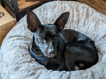 Chihuahua and Miniature Pinscher Dogs Available for Adoption in Matthews, North Carolina - Midnight | PetCurious
