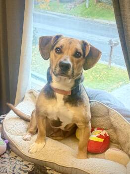 Wiggles -  Beagle Dog for Adoption in Anchorage, Alaska - Wiggles | PetCurious