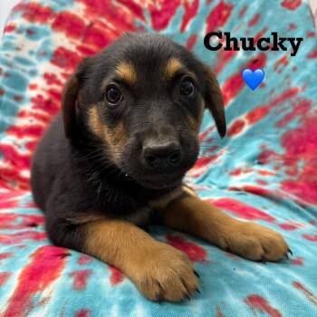 Chucky -  Shepherd and Australian Cattle Dog Blue Heeler Dog for Adoption in Parkersburg, West Virginia - Chucky | PetCurious