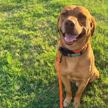 BUDDY -  Labrador Retriever and Redbone Coonhound Dog for Adoption in Kaufman, Texas - BUDDY | PetCurious