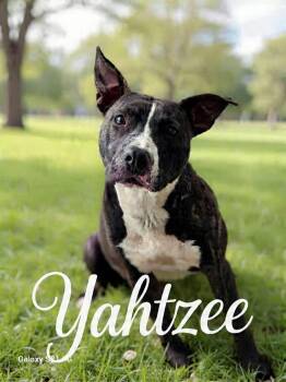 Boxer and Australian Cattle Dog Blue Heeler Dogs Available for Adoption in Bolivar, Tennessee - Yahtzee | PetCurious