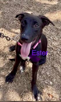 Ester -  German Shepherd Dog Dog for Adoption in Queen City, Texas - Ester | PetCurious