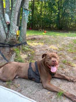Hulk Marvel -  Pit Bull Terrier Dog for Adoption in Princeton, Massachusetts - Hulk Marvel | PetCurious