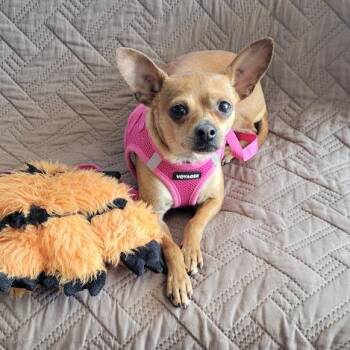 Hadley -  Chihuahua Dog for Adoption in Grand Island, Nebraska - Hadley | PetCurious