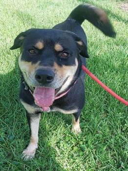 ISLA -  Rottweiler and German Shepherd Dog Dog for Adoption in Fort Lauderdale, Florida - ISLA | PetCurious