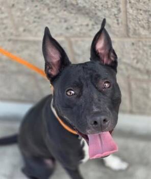 Oreo -  Pit Bull Terrier Dog for Adoption in Manteca, California - Oreo | PetCurious