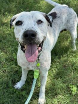 Rescue Terrier and Mixed Breed Dogs for Adoption in San Antonio, Texas - Chance | PetCurious