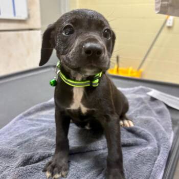 Pips -  Mixed Breed Dog for Adoption in Springboro, Ohio - Pips | PetCurious