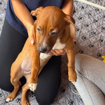 James -  Dachshund Dog for Adoption in San Diego, California - James | PetCurious