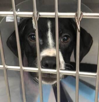 Labrador Retriever and Boxer Dogs Available for Adoption in Parma, Ohio - Honey | PetCurious