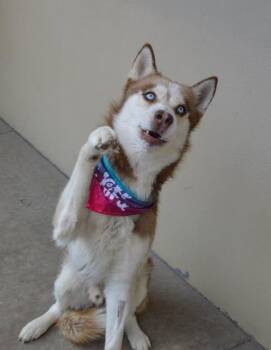 Husky Dogs Available for Adoption in Mckinney, Texas - Obi | PetCurious