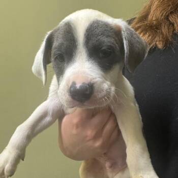 Cecil -  Plott Hound Dog for Adoption in Blue Ridge, Georgia - Cecil | PetCurious