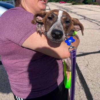 Chico -  Beagle and Mixed Breed Dog for Adoption in Campton Hills, Illinois - Chico | PetCurious