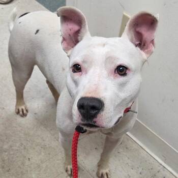 Sugar -  Pit Bull Terrier and Mixed Breed Dog for Adoption in Birmingham, Alabama - Sugar | PetCurious