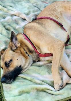 Scooby -  German Shepherd Dog Dog for Adoption in Leesburg, Georgia - Scooby | PetCurious