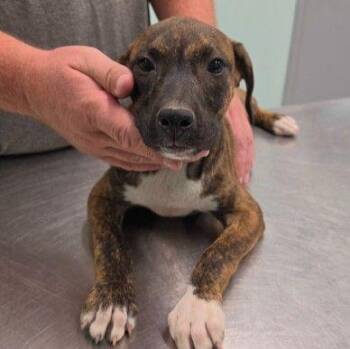 Cami -  Mixed Breed Dog for Adoption in Westland, Michigan - Cami | PetCurious