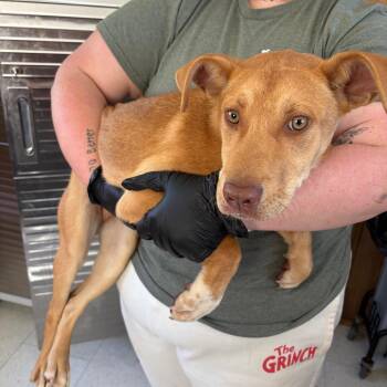 Mixed Breed Dogs Available for Adoption - Viola | PetCurious