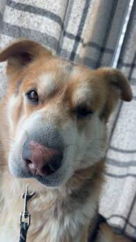 Shepherd and Shar Pei Dogs Available for Adoption in New Richmond, Wisconsin - Marvin | PetCurious