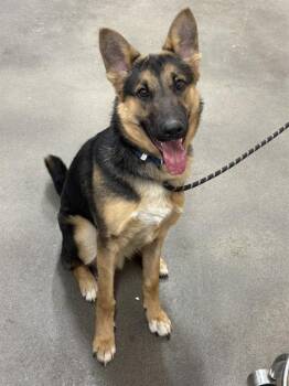 German Shepherd Dog Dogs Available for Adoption - BOINK | PetCurious