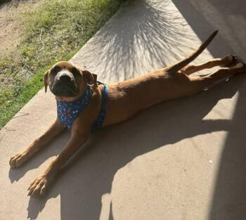 Rescue Golden Retriever and American Staffordshire Terrier Dogs for Adoption in Gilbert, Arizona - Dutch | PetCurious