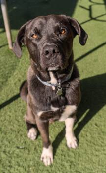 Shepherd Dogs Available for Adoption in Encinitas, California - Pony Boy | PetCurious