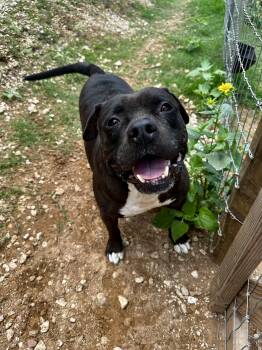 Rollo -  Pit Bull Terrier Dog Available for Adoption in Seguin, Texas - Rollo | PetCurious