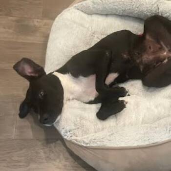 Melanie -  Mixed Breed Dog Available for Adoption in Bentonville, Arkansas - Melanie | PetCurious