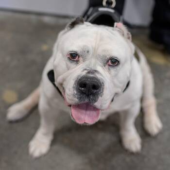 American Bulldog Dogs Available for Adoption - JENNI | PetCurious