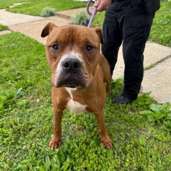Boxer Dogs Available for Adoption in St. Louis, Missouri - Macho Nacho | PetCurious