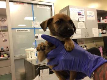 Rescue Terrier Dogs for Adoption in Sebec, Maine - ROBIN | PetCurious