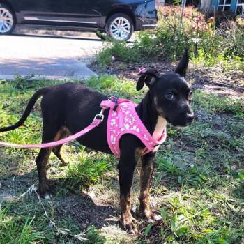 Bailey (Velma) -  Mixed Breed Dog for Adoption in Pinellas Park, Florida - Bailey (Velma) | PetCurious