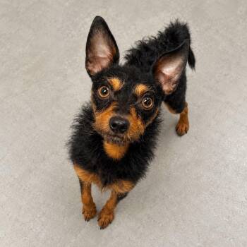 Waylon -  Miniature Pinscher and Miniature Poodle Dog for Adoption - Waylon | PetCurious