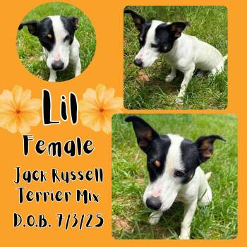 Lil -  Jack Russell Terrier Dog for Adoption in Caldwell, Texas - Lil | PetCurious