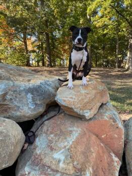 Romeo -  American Staffordshire Terrier Dog for Adoption in Albuquerque, New Mexico - Romeo | PetCurious