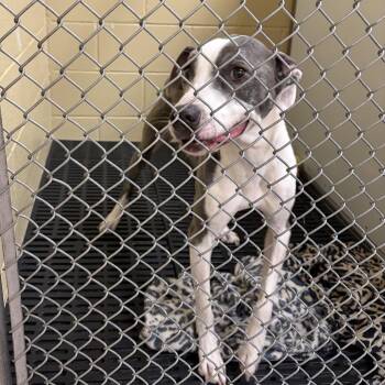 Gunnar -  Mixed Breed and Pit Bull Terrier Dog for Adoption in Cheyenne, Wyoming - Gunnar | PetCurious