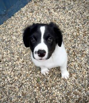 English Springer Spaniel Dogs Available for Adoption in Kalamazoo, Michigan - Maddyn | PetCurious