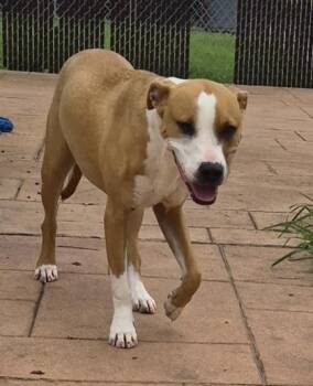 Clover -  Terrier and Mixed Breed Dog for Adoption in Shreveport, Louisiana - Clover | PetCurious