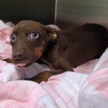 Eeyore -  Mixed Breed Dog for Adoption in Merriam, Kansas - Eeyore | PetCurious