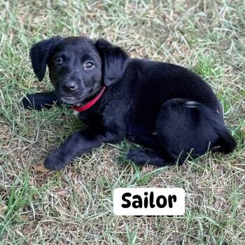 Labrador Retriever Dogs Available for Adoption in Brewton, Alabama - Sailor | PetCurious