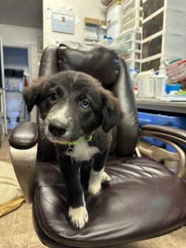 German Shepherd Dog and Great Pyrenees Dogs Available for Adoption - Fedora | PetCurious